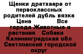 Щенки дратхаара от первоклассных  родителей(дубль вязка) › Цена ­ 22 000 - Все города Животные и растения » Собаки   . Калининградская обл.,Светловский городской округ 